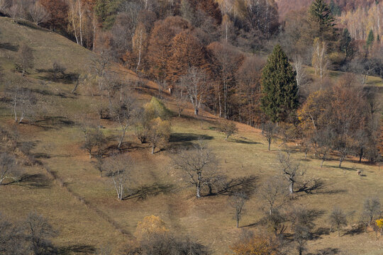 autumn in the mountains, Magura Village, Brasov, Romania 