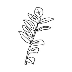 Hand draw plant Zamioculcas branch Outline Vector illustration on white background