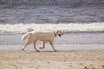 dog on sunny beach, dog play on the sea