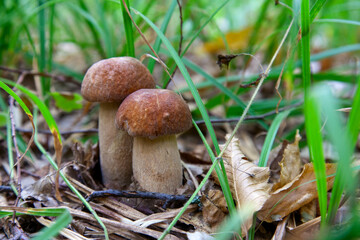Mushroom family of boletus mushroom in the wild. Porcini mushroom grows on the forest floor at autumn season..
