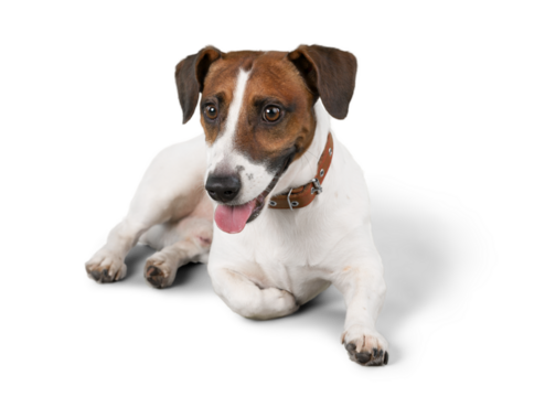 Jack Russell Terrier Lying Down on the Ground
