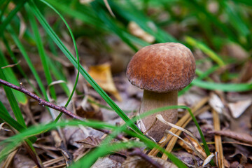 Boletus mushroom in the wild. Porcini mushroom grows on the forest floor at autumn season..