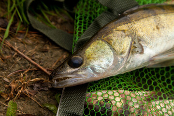 Freshwater zander on keepnet with fishery catch in it..