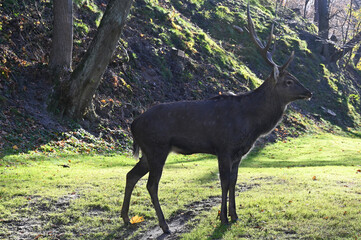 Wild deer in the forest 
