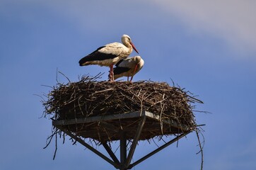 Early spring scene. Storks in a nest with a blue sky in the background.
