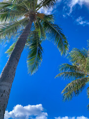 Two big palm trees in a blue sky in Hawaii