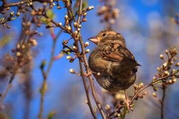 Spring fauna and flora. Common sparrow on tree branches.