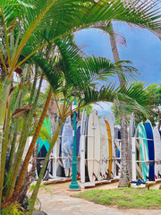 Surf board stand in Waikiki Hawaii