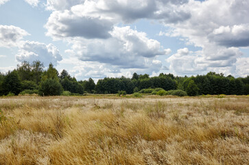 Obraz premium Bright summer forest against the sky and meadows. Beautiful landscape of green trees and blue sky background