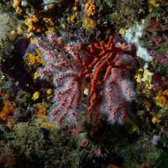 Fototapeta na wymiar Precious coral or Red coral (Corallium rubrum) in Mediterranean Sea