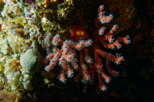 Precious coral or Red coral (Corallium rubrum) in Mediterranean Sea
