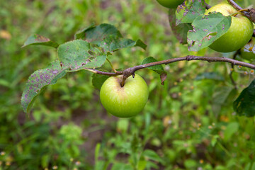 Shiny delicious green apples on a branch ready to be harvested in an apple orchard..