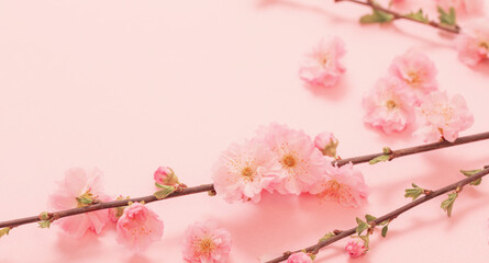 branches of blossoming almonds on pink background