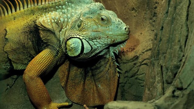 Large green iguana sitting on a stone. Close up of American lizard reptile iguana in a terrarium. Macro shot of Dragon reptile head.