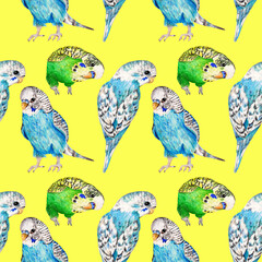 seamless pattern with blue and green budgies