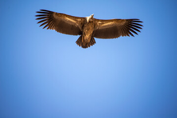 Fototapeta na wymiar Eagle in flight and blue sky