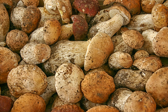 Porcini mushrooms in close up