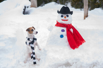 Jack Russell Terrier dog in scarf making a snowman. Winter fun. 