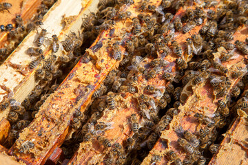 Open hive showing the bees swarming on a honeycomb..