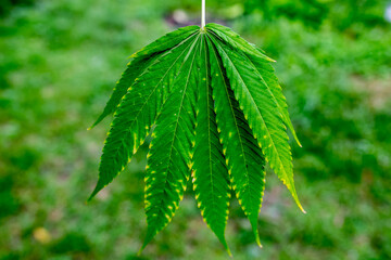green leaf of a tree