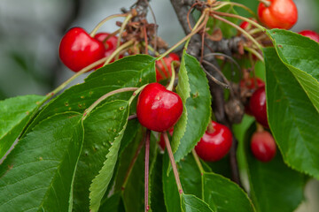 Fresh red cherries on a tree branch
