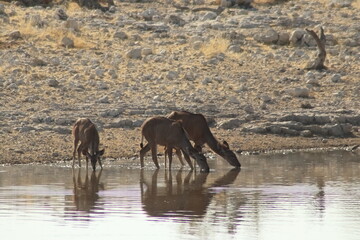 Kudu Females drink