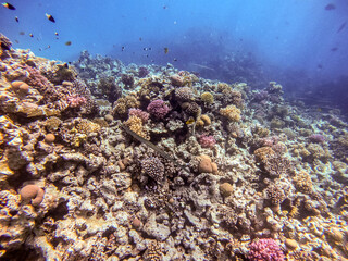 Bluespotted cornet fish, smooth cornet fish or smooth flutemouth at coral reef..