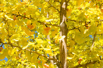 秋の空を黄色く染めるイチョウの木と銀杏