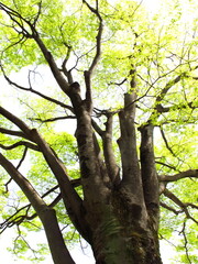 春の芽吹きの欅の大木