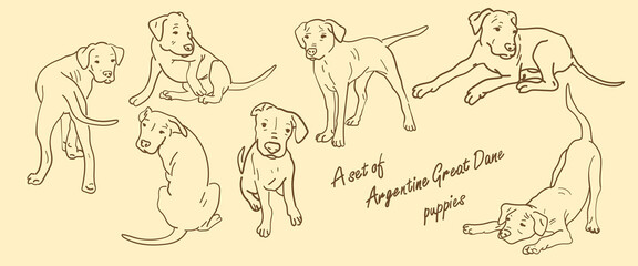 A set of Argentine Great Dane in different poses. Line graphics on a light background. Suitable for printing on paper and textiles. Gift wrapping, clothing.