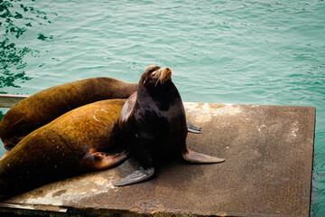 Sealion in Newport, Oregon