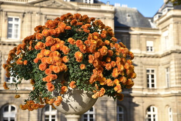 Chrysanthèmes orange en automne