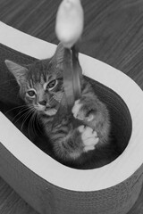 Tabby cat and her toy 2