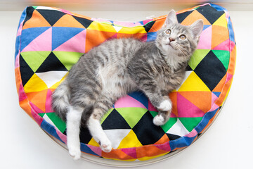 Tabby kitten on a colorful pillow 3