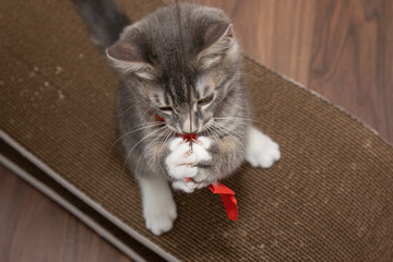 Tabby cat and her toy 1