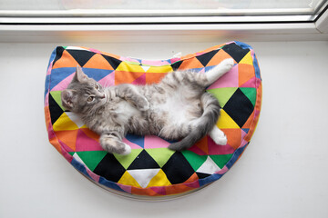 Tabby kitten on a colorful pillow 6