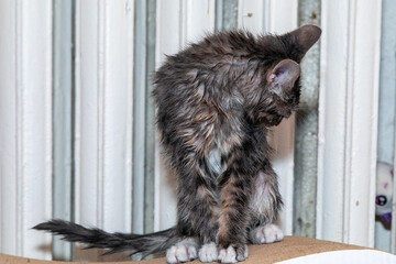 Some very wet cat by a warm heater