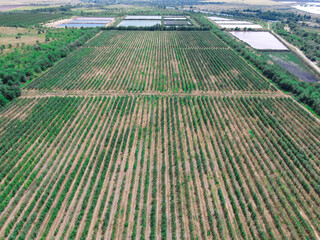 Fruit garden, plantation, aerial view