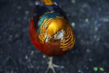 Colorful pheasant bird close up