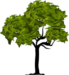 Organic Tree Illustration