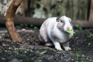Rabbit chewing on a tree leaf