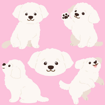 Flat colored simple and adorable white Maltese dog illustrations