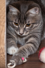 Tabby cat and her mouse toy 2