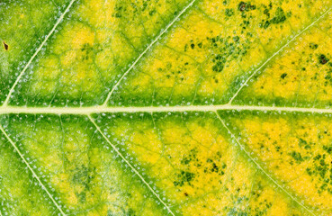 Macro photo of a yellow and green leaf; colorful autumn foliage. Green and yellow leaf texture close-up. Macro photography.