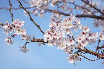 桜