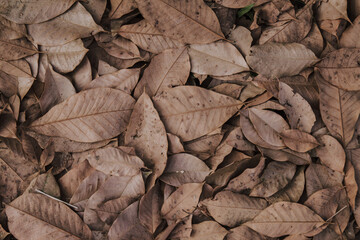 Dry leaves on floor background 