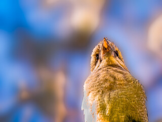 Kookaburra Looks Up
