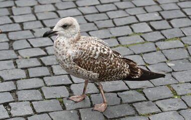 seagull walks in the city