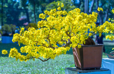 Apricot bonsai tree blooming with yellow flowering branches curving create unique beauty. This is a...