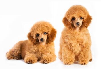 red poodle, two toy poodle puppies on a white background